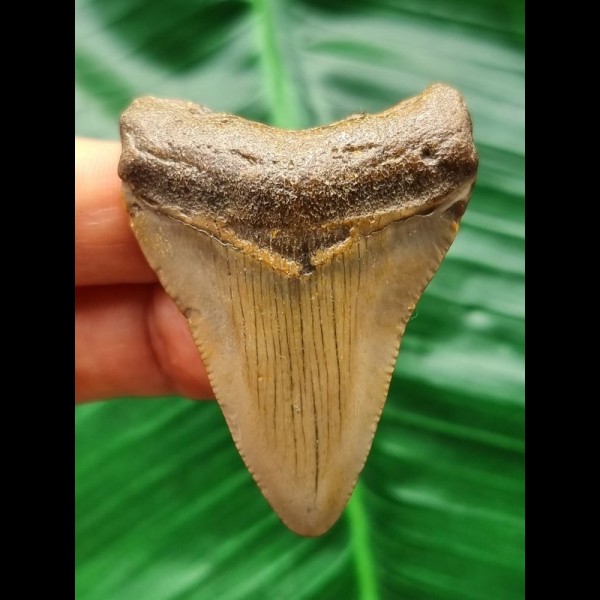 5,3 cm heller Zahn des Megalodon