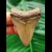 5,3 cm heller Zahn des Megalodon