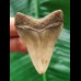 5,3 cm heller Zahn des Megalodon