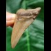 5,3 cm heller Zahn des Megalodon