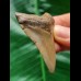 5,3 cm heller Zahn des Megalodon