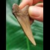 5,3 cm heller Zahn des Megalodon