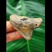 4.9 cm posterior tooth of the Megalodon