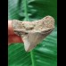 4.9 cm posterior tooth of the Megalodon