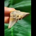 4.9 cm posterior tooth of the Megalodon