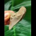4.9 cm posterior tooth of the Megalodon