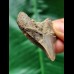 4.9 cm posterior tooth of the Megalodon