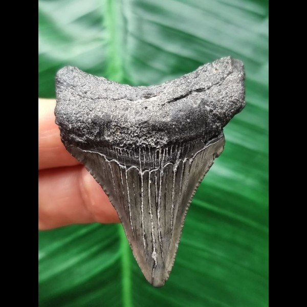 5.7 cm dagger-shaped dark tooth of the Megalodon