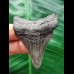 5.7 cm dagger-shaped dark tooth of the Megalodon