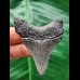 5.7 cm dagger-shaped dark tooth of the Megalodon