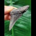 5.7 cm dagger-shaped dark tooth of the Megalodon