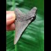 5.7 cm dagger-shaped dark tooth of the Megalodon