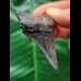 5.7 cm dagger-shaped dark tooth of the Megalodon