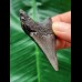 5.7 cm dagger-shaped dark tooth of the Megalodon