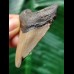 5,7 cm grau-brauner Zahn des Megalodon
