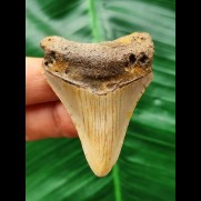 5,3 cm brauner Zahn des Megalodon