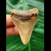 5.3 cm brown tooth of the Megalodon