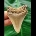 5.3 cm brown tooth of the Megalodon