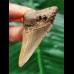 5.3 cm brown tooth of the Megalodon