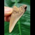 5.3 cm brown tooth of the Megalodon