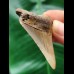 5.3 cm brown tooth of the Megalodon