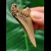 5.3 cm brown tooth of the Megalodon