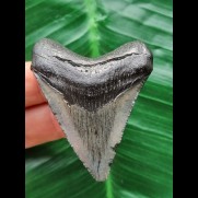 5,2 cm dunkler Zahn des Megalodon