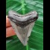 5.2 cm dark tooth of the Megalodon