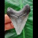 5.2 cm dark tooth of the Megalodon