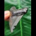 5.2 cm dark tooth of the Megalodon