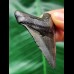 5.2 cm dark tooth of the Megalodon