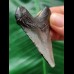 5.2 cm dark tooth of the Megalodon