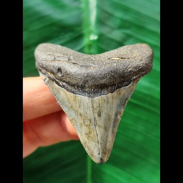5.6 cm patterned tooth of the Megalodon