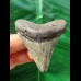 5.6 cm patterned tooth of the Megalodon