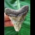 5.6 cm patterned tooth of the Megalodon