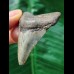 5.6 cm patterned tooth of the Megalodon