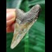 5.6 cm patterned tooth of the Megalodon