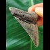 5.6 cm patterned tooth of the Megalodon