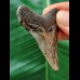 5.6 cm patterned tooth of the Megalodon