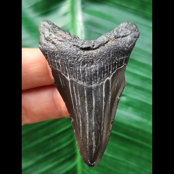 6,5 cm schwarzer dolchförmiger Zahn des Megalodon