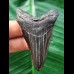 6,5 cm schwarzer dolchförmiger Zahn des Megalodon