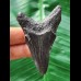 6,5 cm schwarzer dolchförmiger Zahn des Megalodon