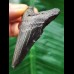 6,5 cm schwarzer dolchförmiger Zahn des Megalodon