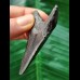 6,5 cm schwarzer dolchförmiger Zahn des Megalodon