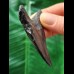 6,5 cm schwarzer dolchförmiger Zahn des Megalodon