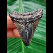 4,9 cm dunkler gemusterer Zahn des Megalodon