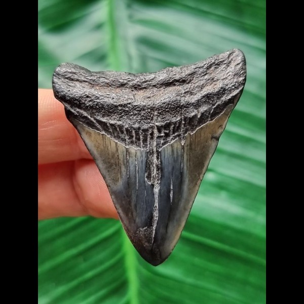 4.9 cm dark patterned tooth of the Megalodon