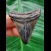 4.9 cm dark patterned tooth of the Megalodon