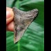 4.9 cm dark patterned tooth of the Megalodon