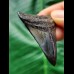 4.9 cm dark patterned tooth of the Megalodon